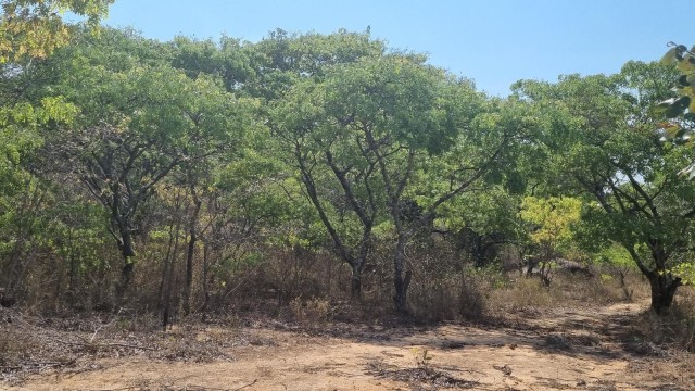 Land for Sale in Selous